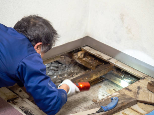 Best DIY Mold Remediation Support Services in Breckenridge, TX