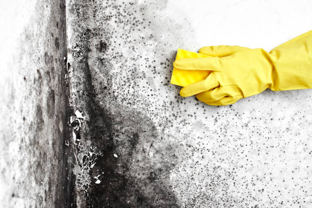 Best White Mold Remediation in Breckenridge, TX