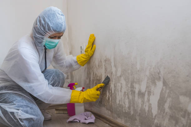 Best Industrial Mold Remediation in Breckenridge, TX