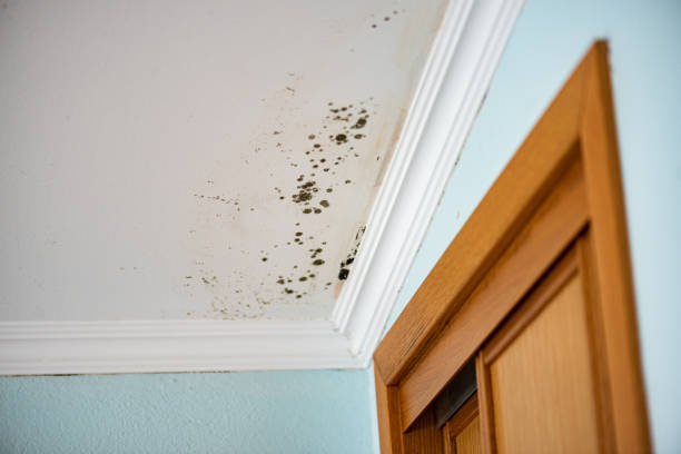 Best Localized Mold Remediation (e.g., coastal areas, humid climates) in Breckenridge, TX