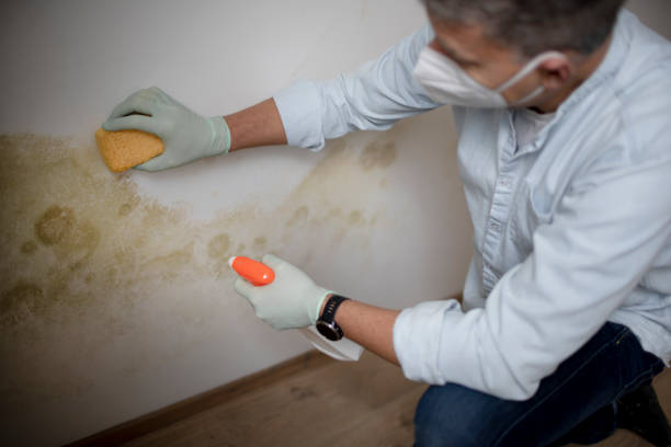 Best Basement Mold Remediation in Breckenridge, TX