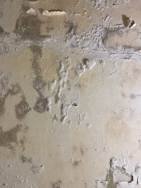 Best Health and Safety Mold Remediation in Breckenridge, TX