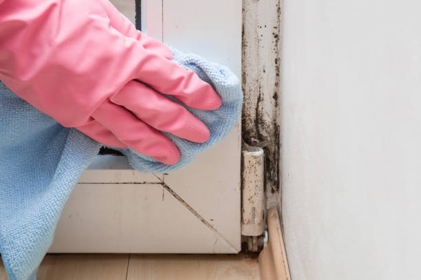 Trusted Breckenridge, TX Mold Remediation Experts